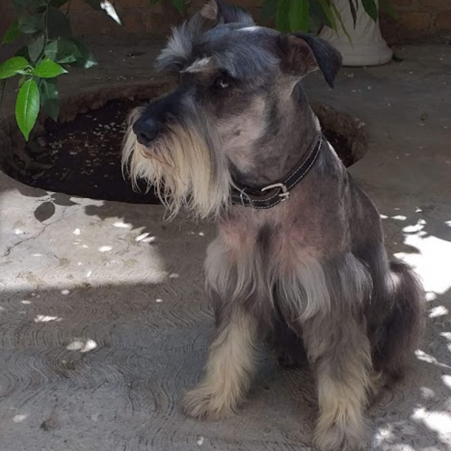 CODY | Raza Schnauzer | Perdido