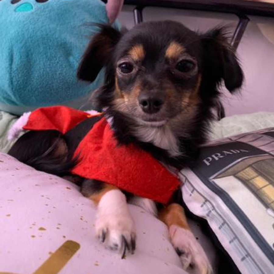 MOANA | Raza Chihuahua | Perdida