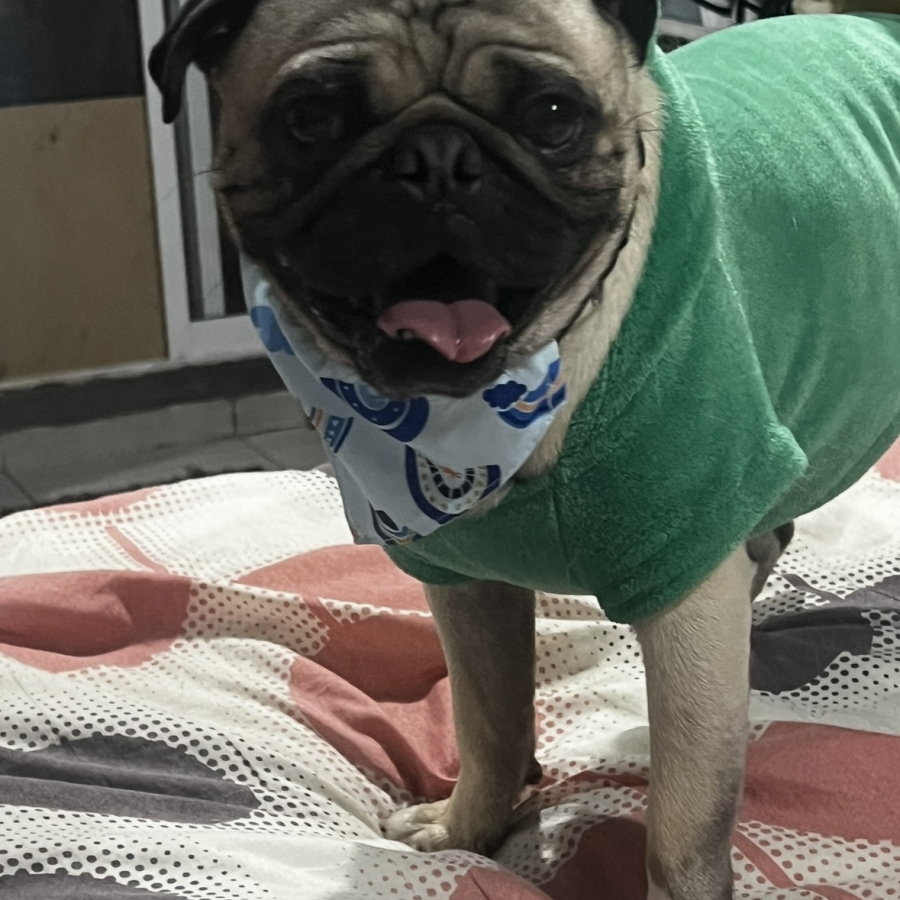 PUCKY | Raza Pug o Carlin | Perdido
