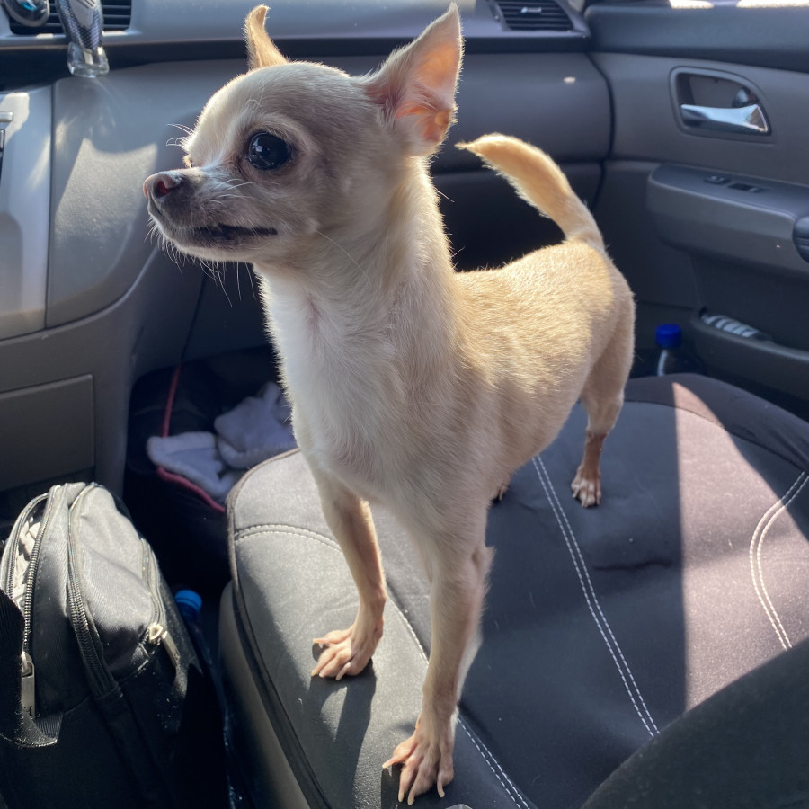 LUCKY | Raza Chihuahua | Perdido