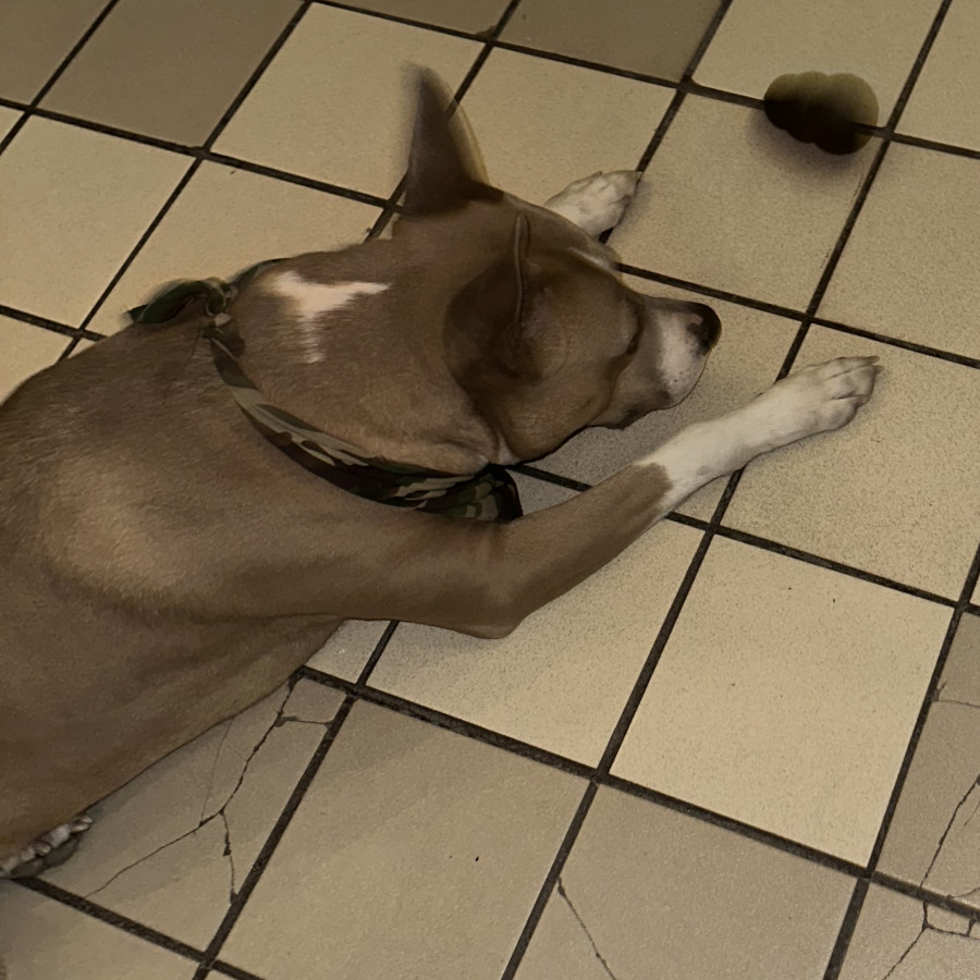 NIÑO | Raza Mestizo, cruza de American Pitbull Terrier con American Staffordshire Terrier | Perdido