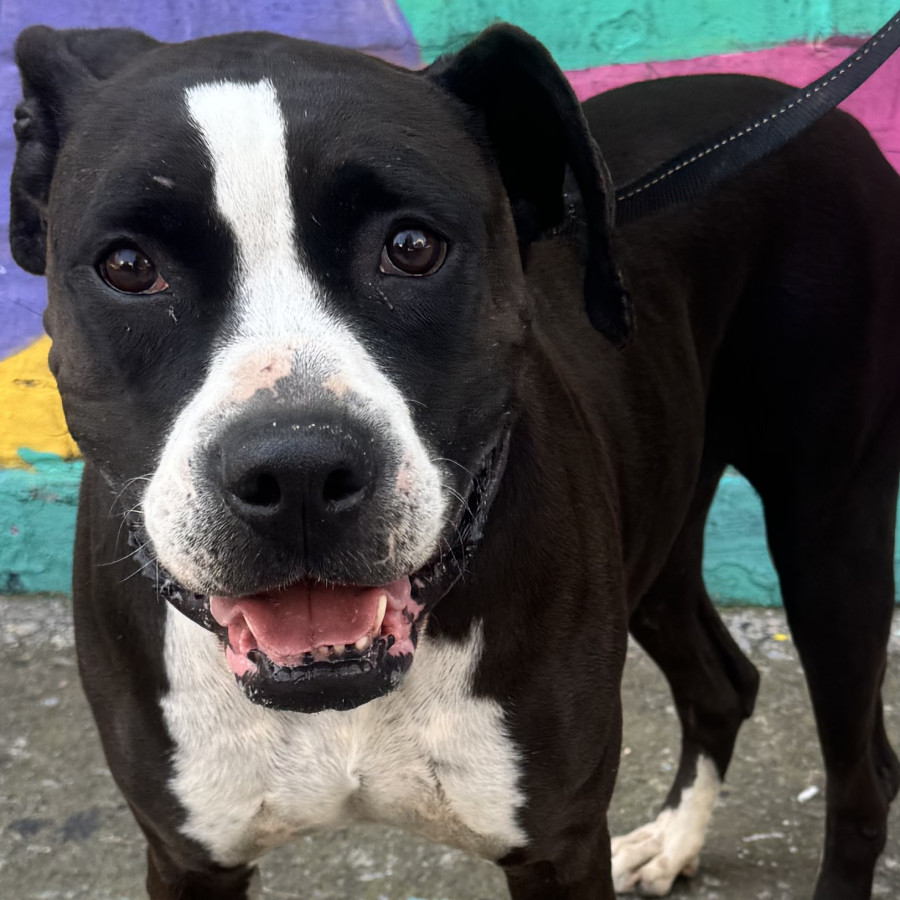  | Raza Mestiza, cruza de American Pitbull Terrier | Final Feliz