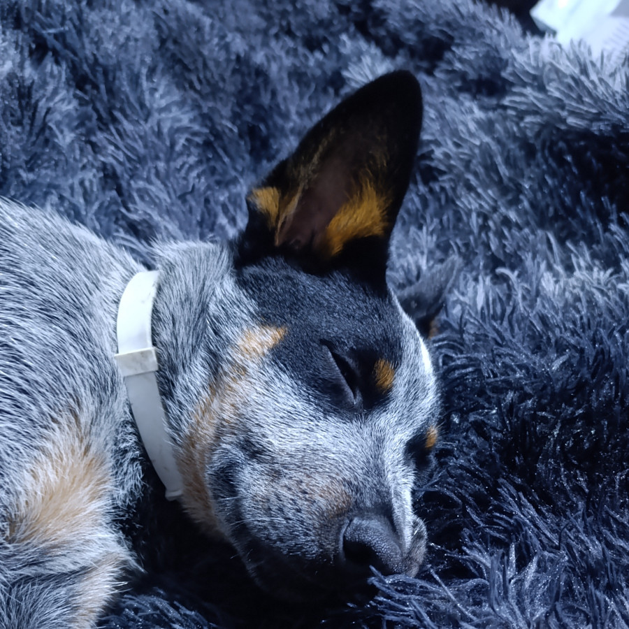 BLUEY | Raza Ganadero Australiano Blue Heeler  | Final Feliz