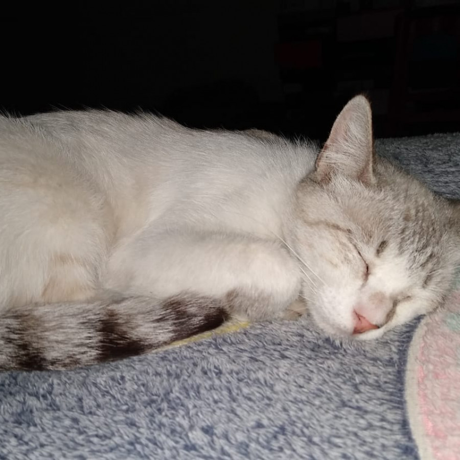 TITA | Raza Aslan o Siamés moderno, punto tabby | Perdida