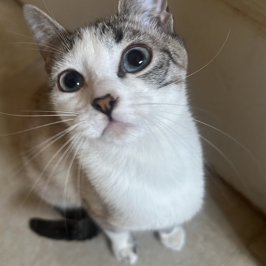 COCO | Raza Aslan o Siamés moderno, punto tabby | Perdida