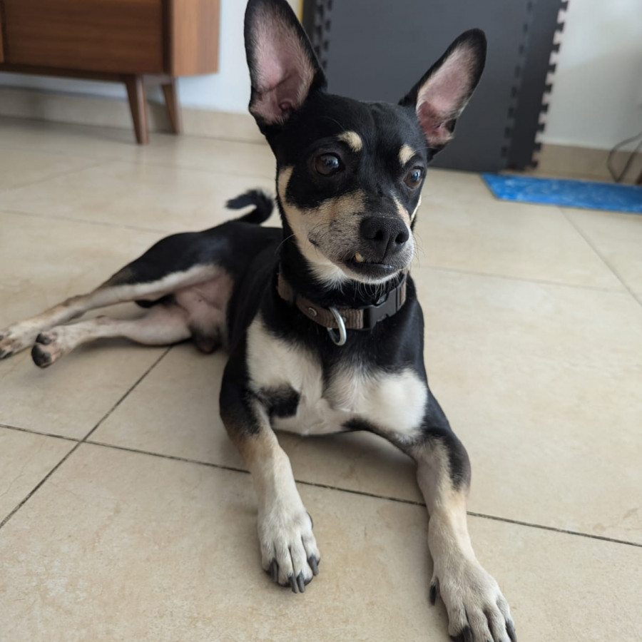  | Raza Mestizo, cruza de Pinscher Miniatura | Encontrado