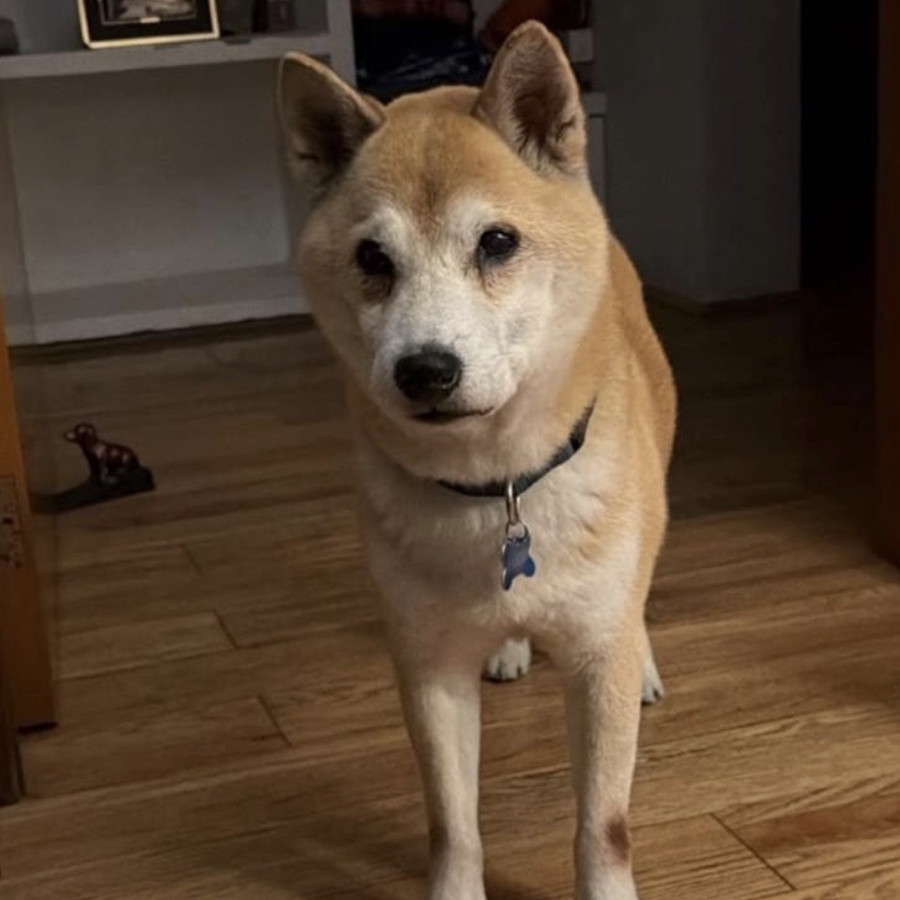 RAMBO | Raza Shiba Inú | Final Feliz
