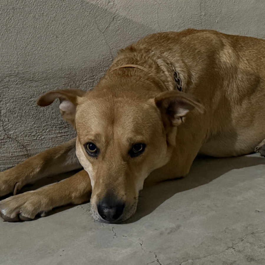  | Raza Mestizo, cruza de Labrador | Encontrado
