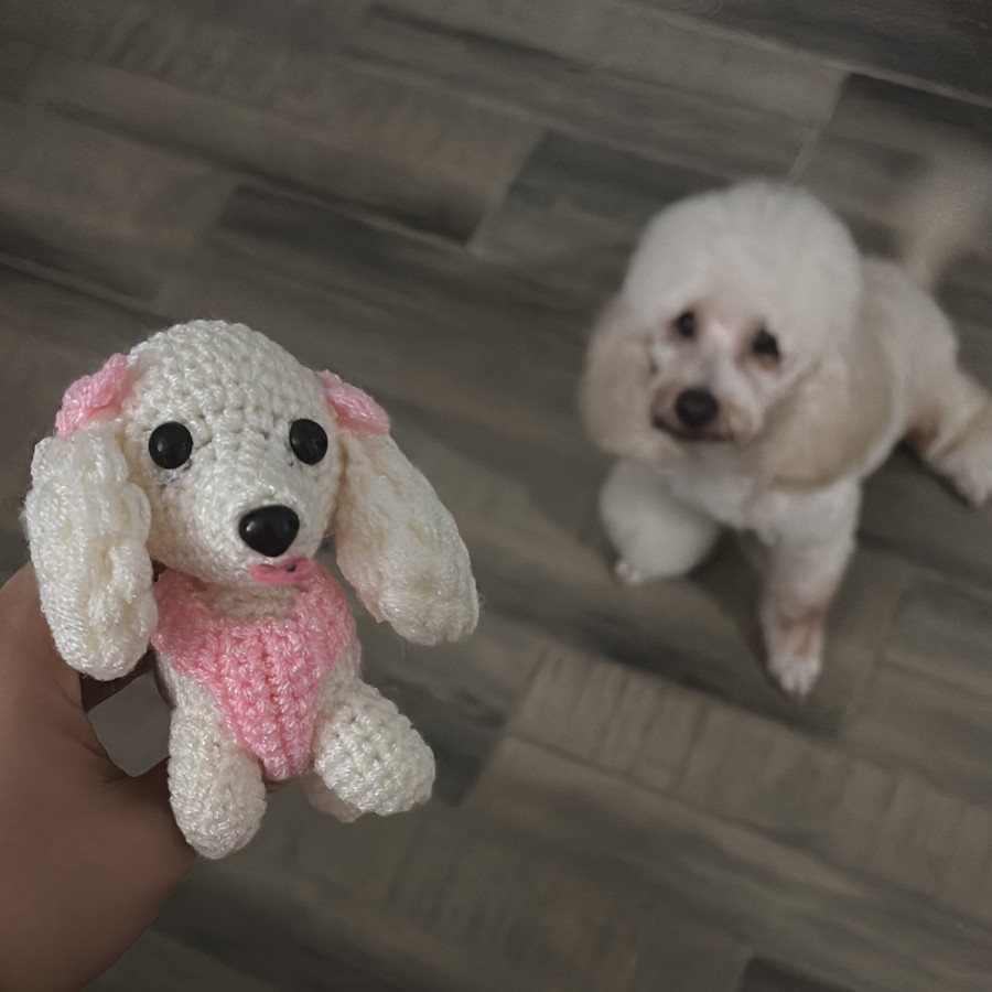 BELLA | Raza French Poodle o Caniche | Perdida