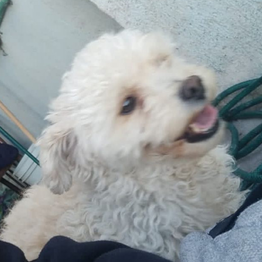 CHANGUITO | Raza French Poodle o Caniche | Final Feliz