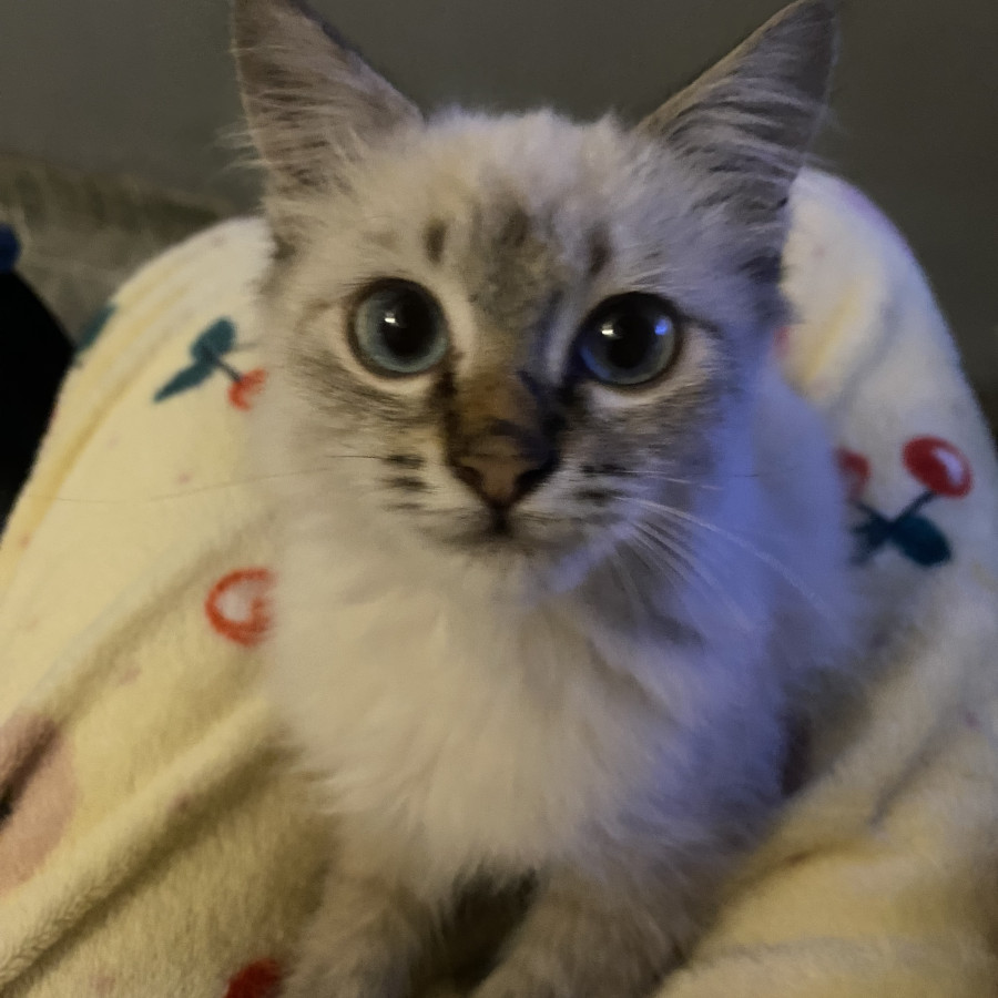 COCO | Raza Balinés Punto Tabby | Final Feliz