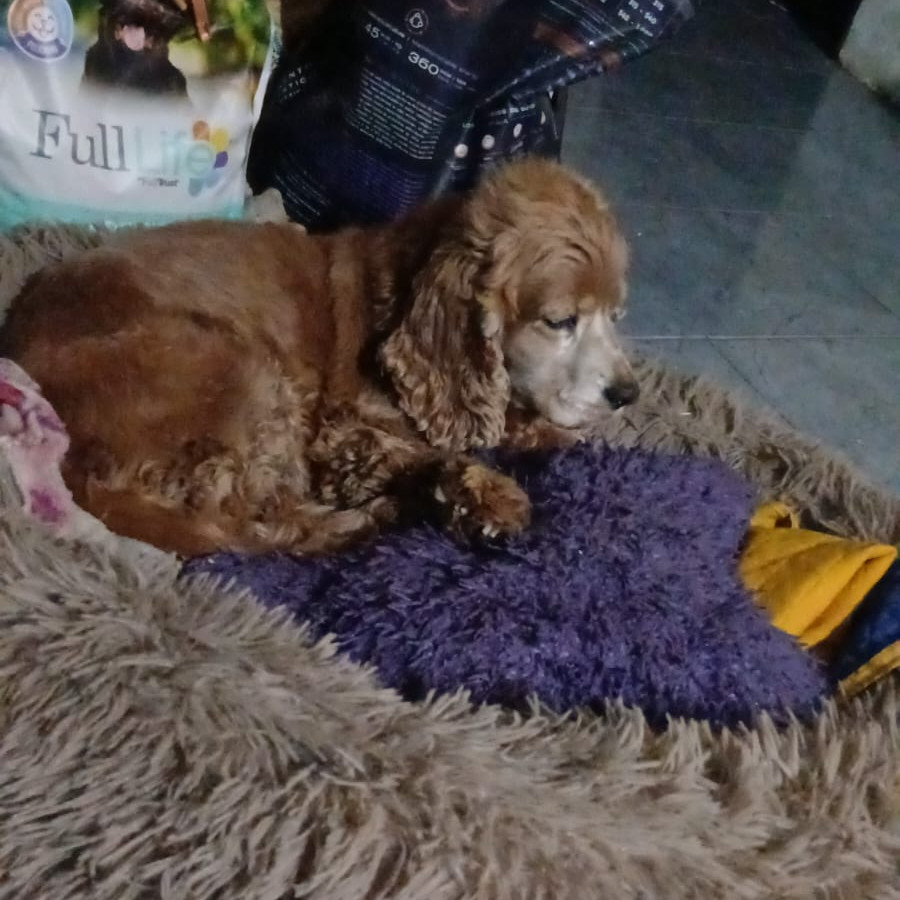 HASAMI | Raza Cocker Spaniel Inglés | Perdida