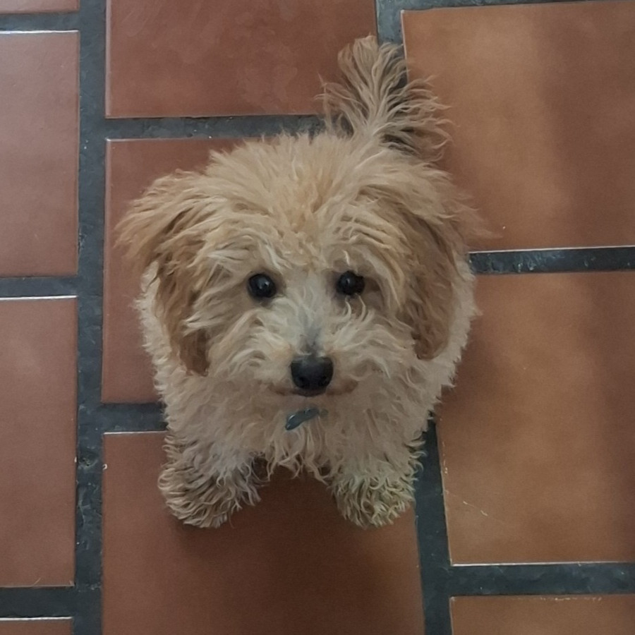 MOKA | Raza French Poodle o Caniche | Perdida