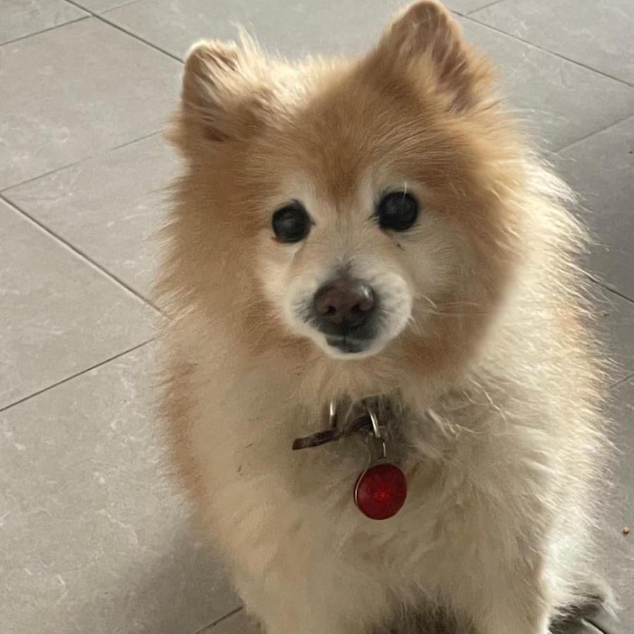 YONI | Raza Spitz Alemán | Final Feliz