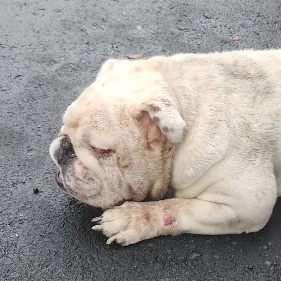  | Raza Bulldog Inglés  | Encontrado