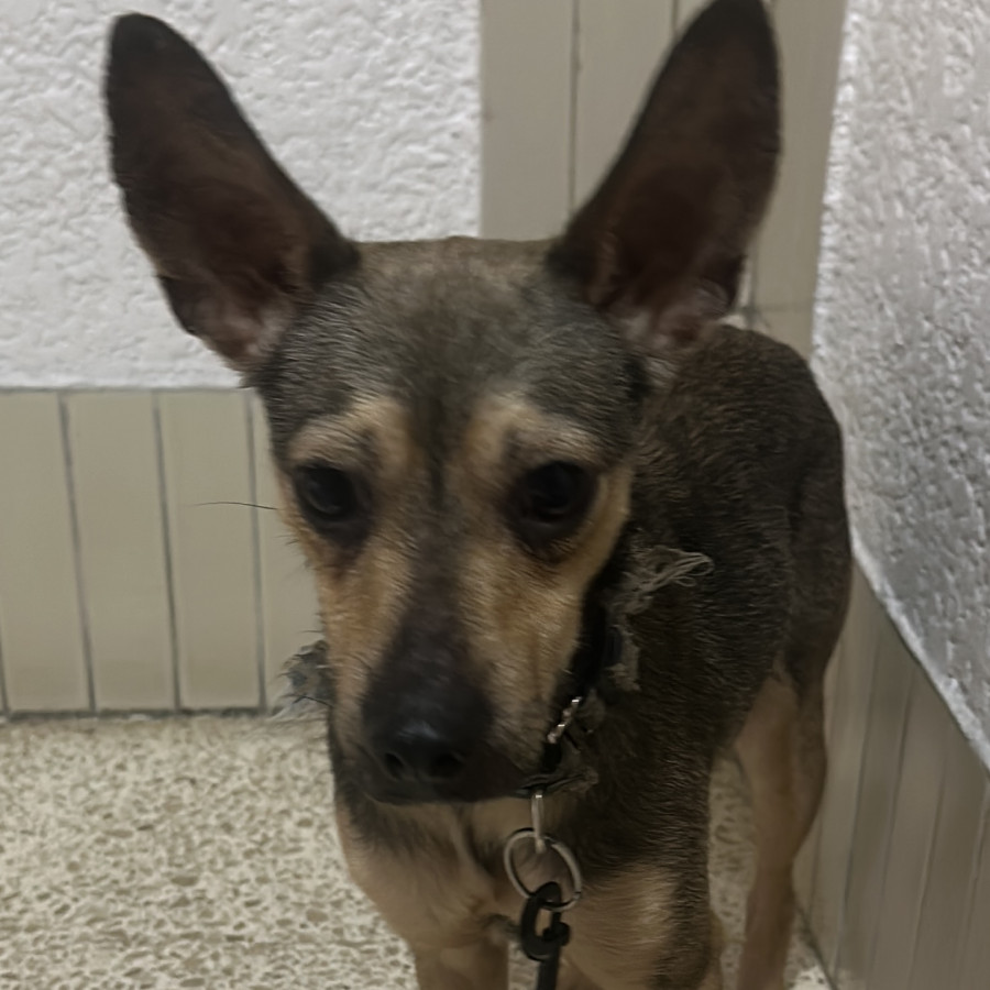  | Raza Mestizo, cruza de Chihuahua | Encontrado