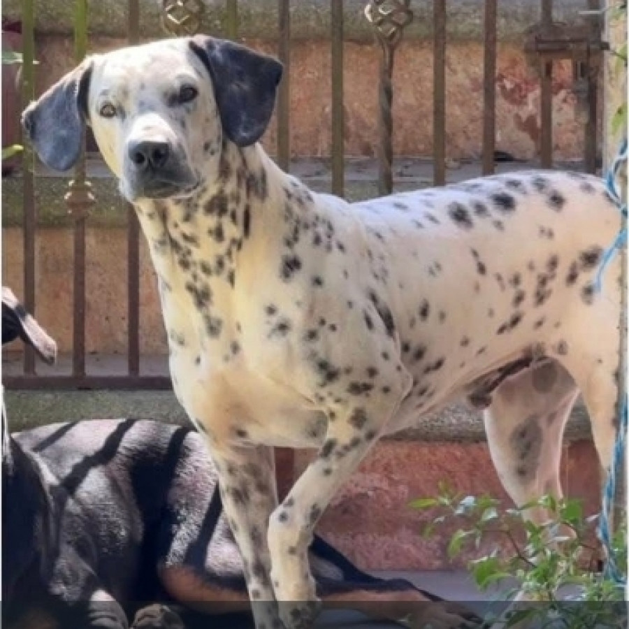 DALMA | Raza Dálmata | Perdido