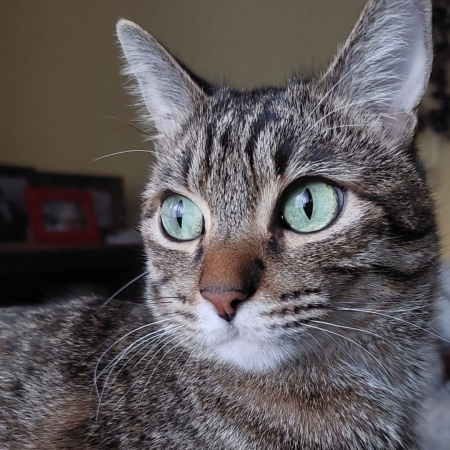 CHITO | Raza Doméstico Américano de Pelo Corto | Final Feliz