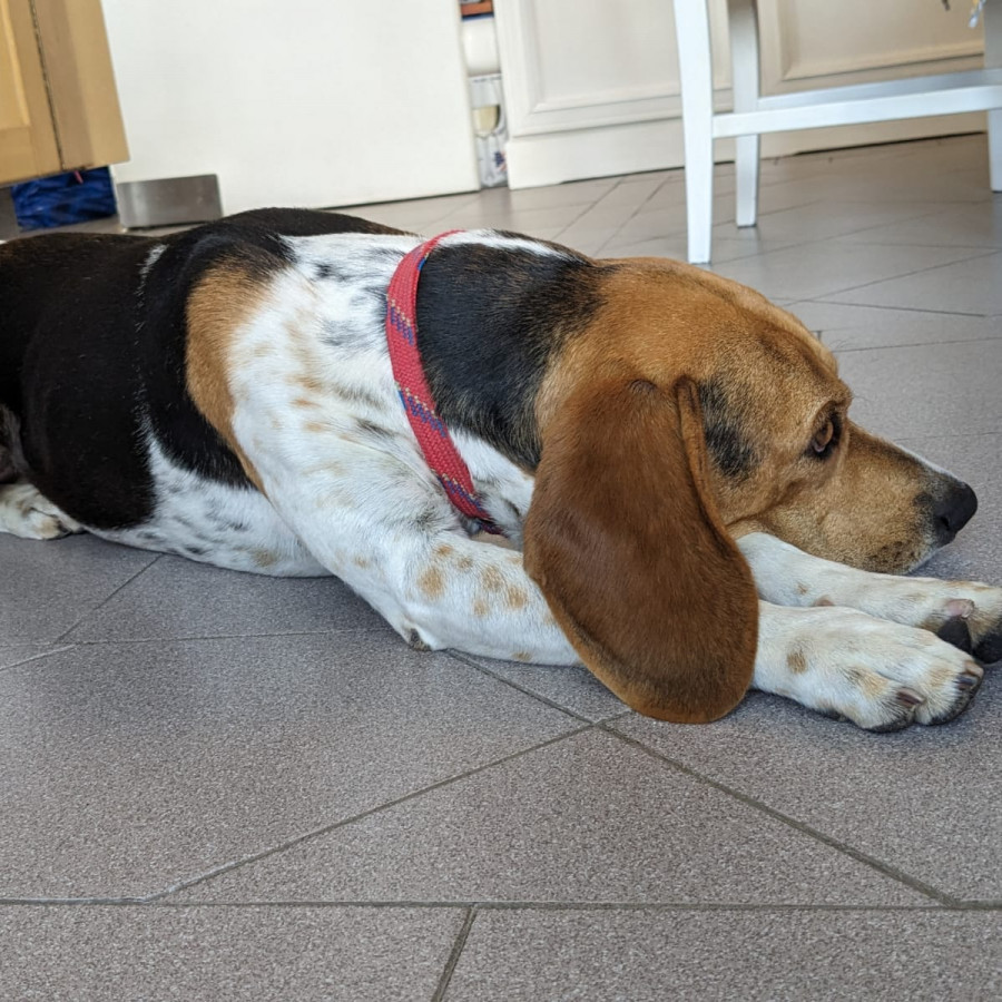  | Raza Beagle | Encontrado