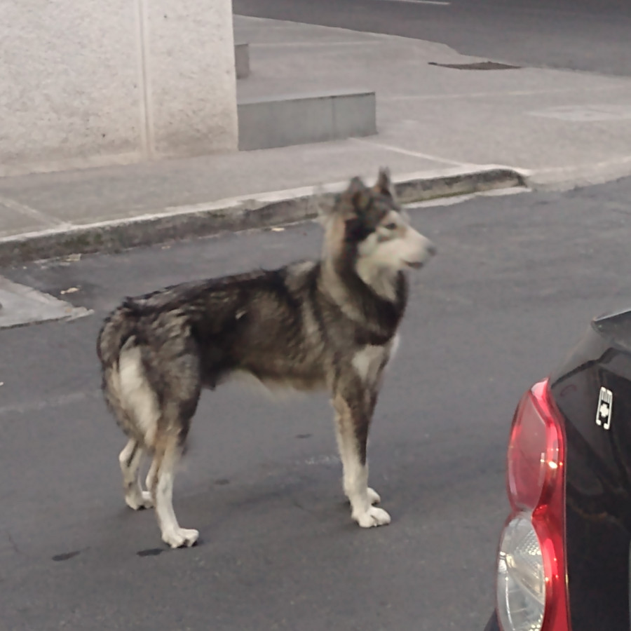  | Raza Mestiza, cruza de Malamute de Alaska | Encontrada