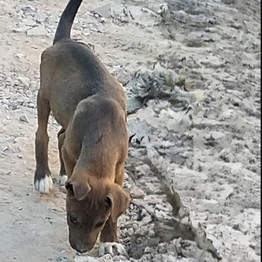 CHATO | Raza Mestizo | Perdido