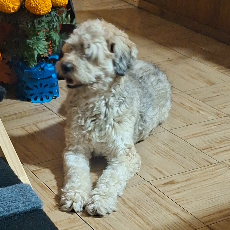  | Raza Mestiza, cruza de Schnuazer | Encontrada