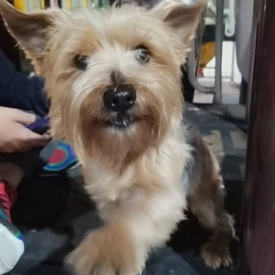 BRUNO | Raza Yorkshire Terrier (Yorkie) | Perdido