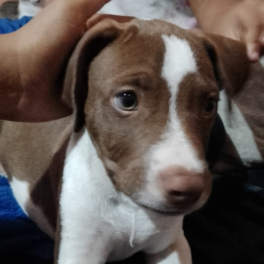 CHIPITAS | Raza Mestizo, cruza de American Pitbull Terrier | Perdido