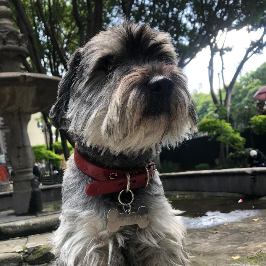  | Raza Schnauzer | Encontrado