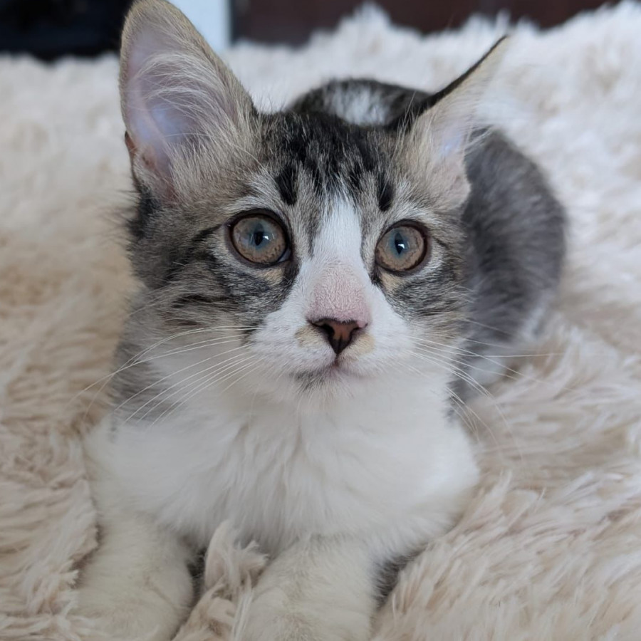CARMELA | Raza Doméstico Americano de pelo semilargo | En Adopción