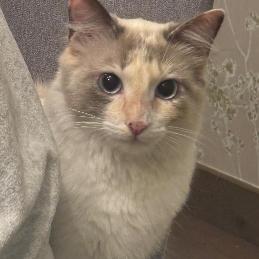 GATO | Raza Balinés punto Calicó | Perdida