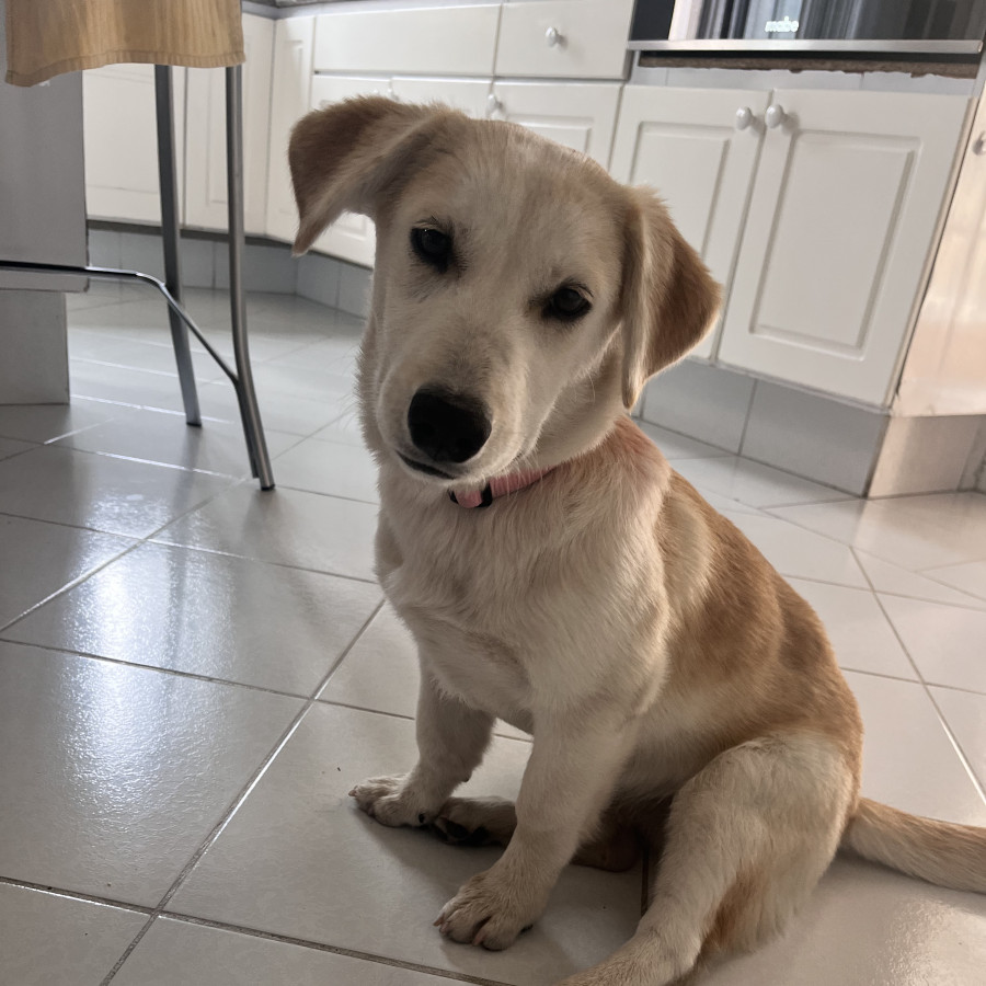 MAGA | Raza Mestiza,  cruza de Labrador | En Adopción