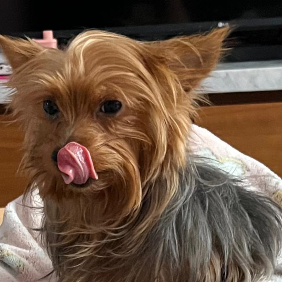 YOKO | Raza Yorkshire Terrier (Yorkie) | Final Feliz