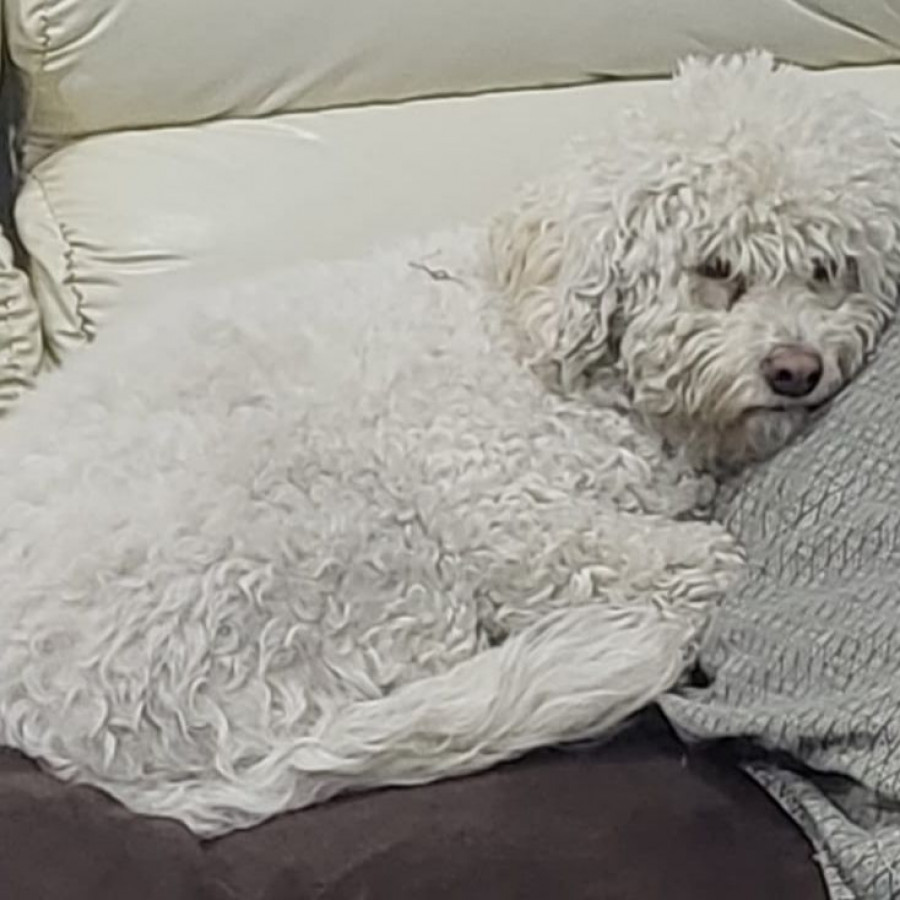 ADHARA | Raza Mestiza, cruza de French Poodle | Perdida