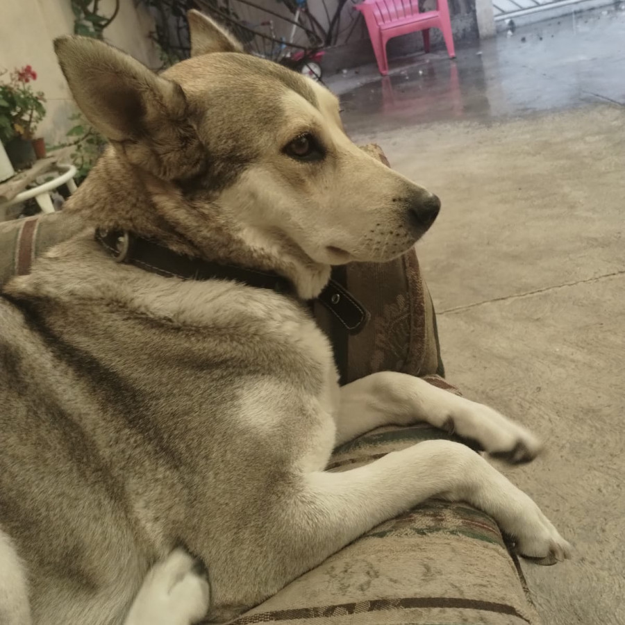 KIRA | Raza Mestiza, cruza de Husky con Pastor Belga Malinois | Perdida