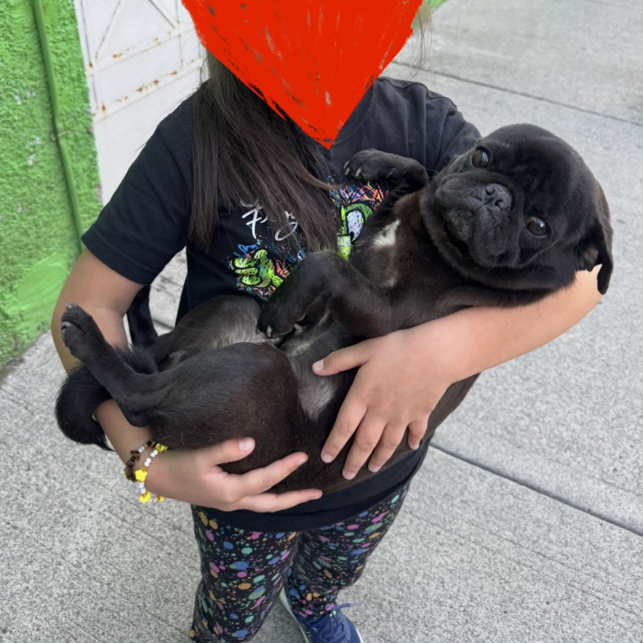 VICTORIA | Raza Pug o Carlin | Perdida
