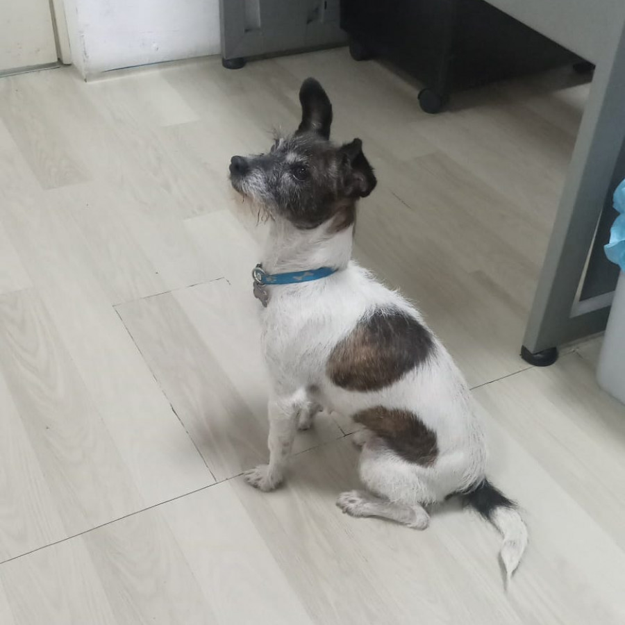  | Raza Mestiza, posible cruza de Chihuahua o de Fox Terrier | Encontrada