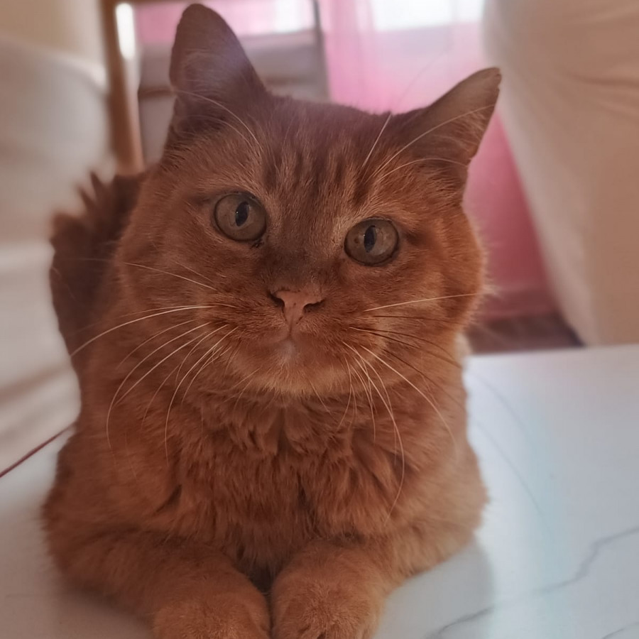 CHATRÁN | Raza Doméstico Américano de Pelo Corto | Perdido