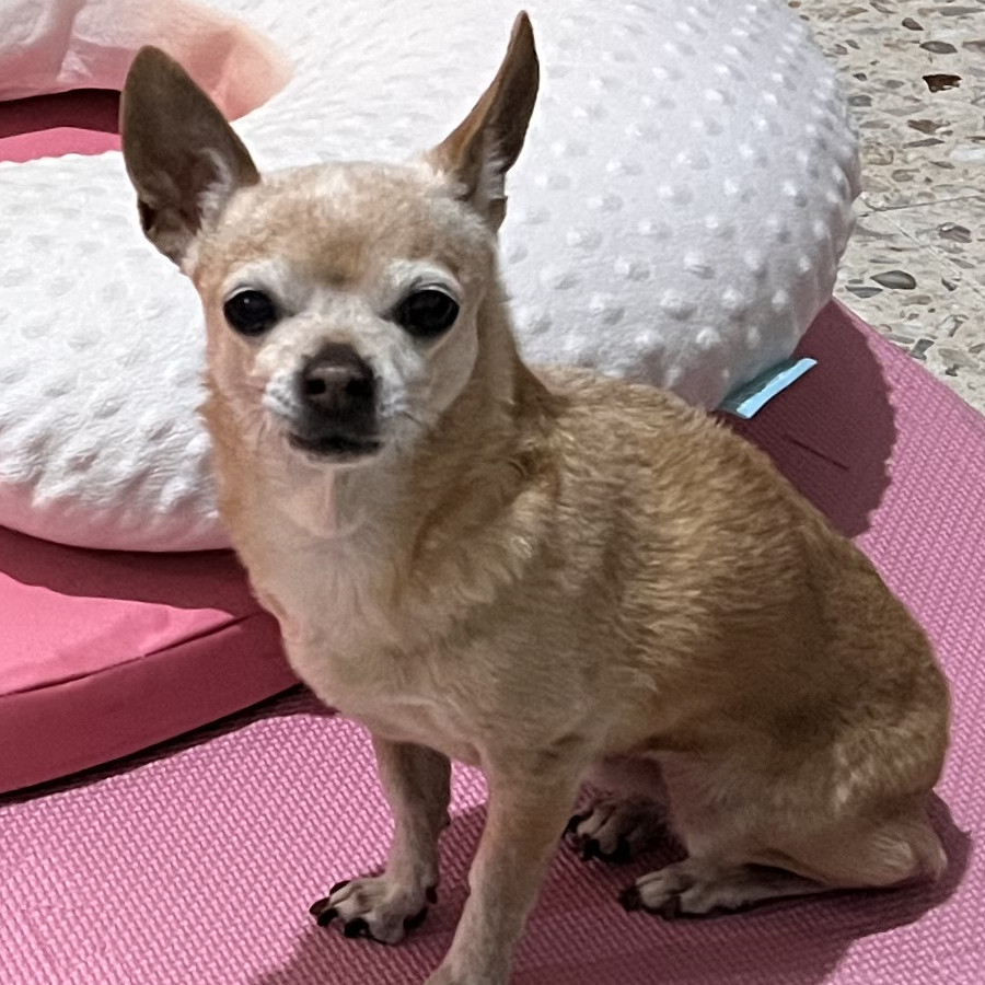 CRAZY | Raza Chihuahua | Perdida