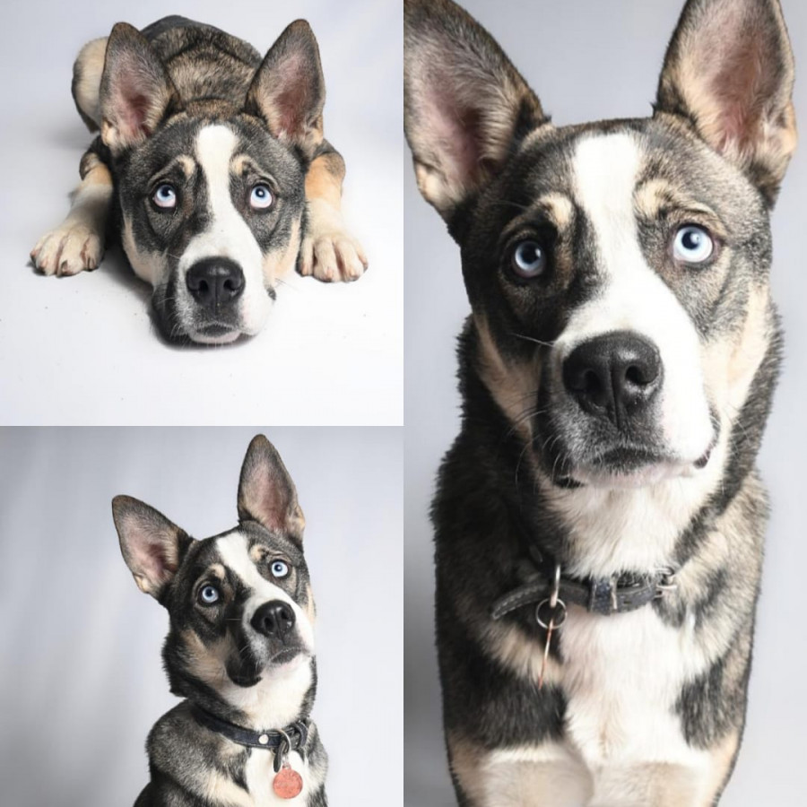 DYLAN | Raza Mestizo, cruza de Husky Siberiano | En Adopción