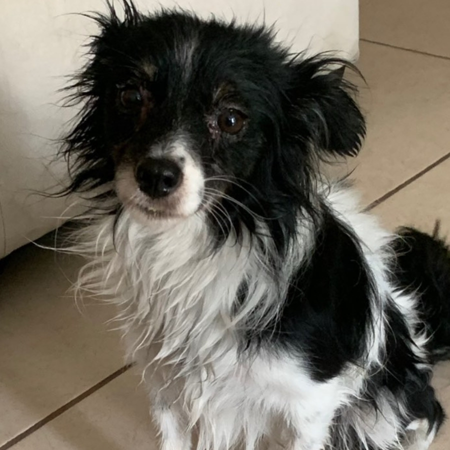 MAX | Raza Mestizo, cruza de Border Collie | Perdido