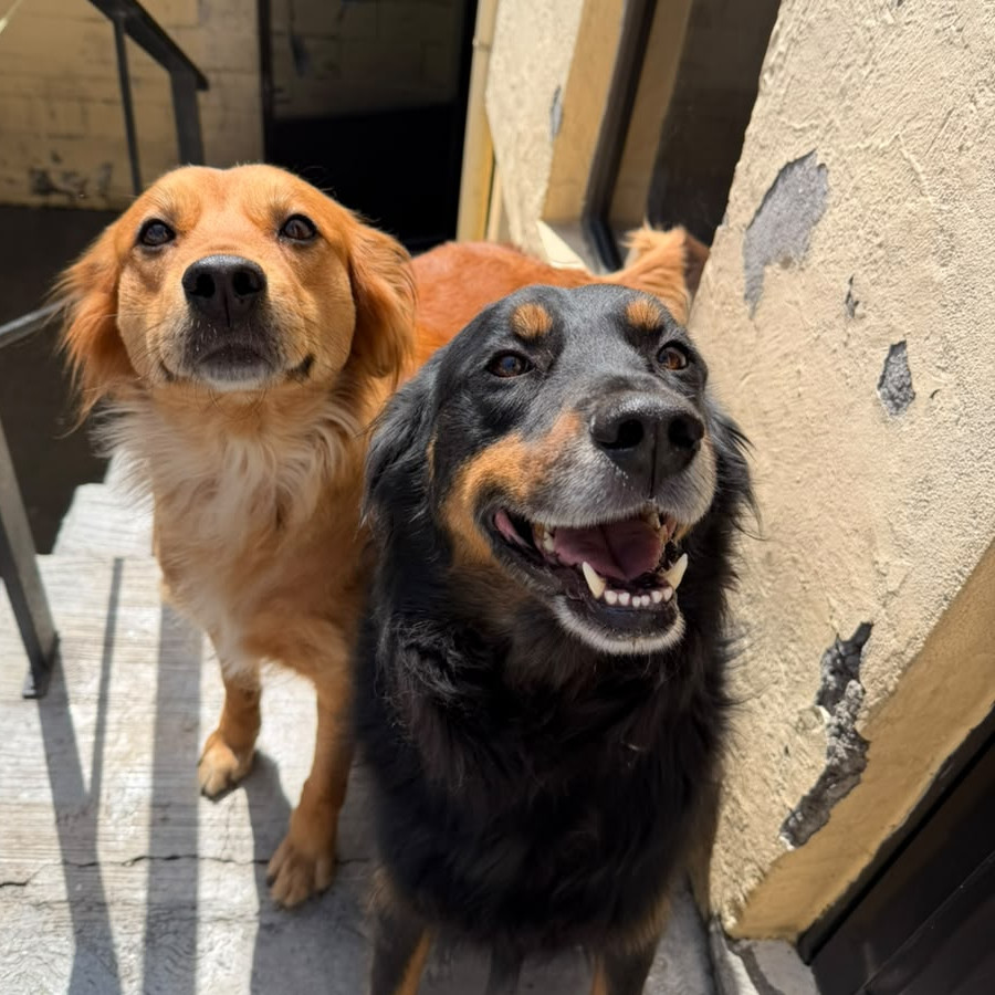 MAX | Raza Mestizo, cruza de Golden Retriever con Rottweiler | Perdido