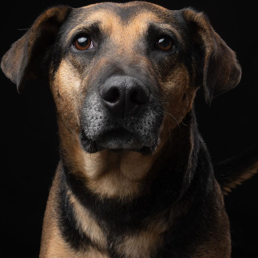 DORITO | Raza Mestizo,  cruza de Pastor Alemán | En Adopción