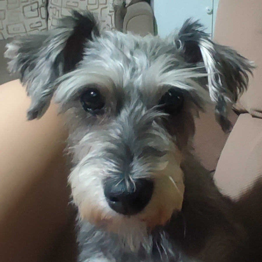 NAVI | Raza Schnauzer Miniatura  | Final Feliz
