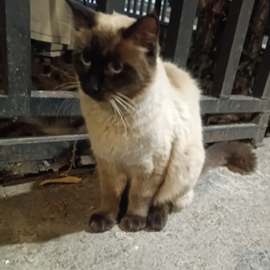  | Raza Siamés Punto Foca | Encontrado