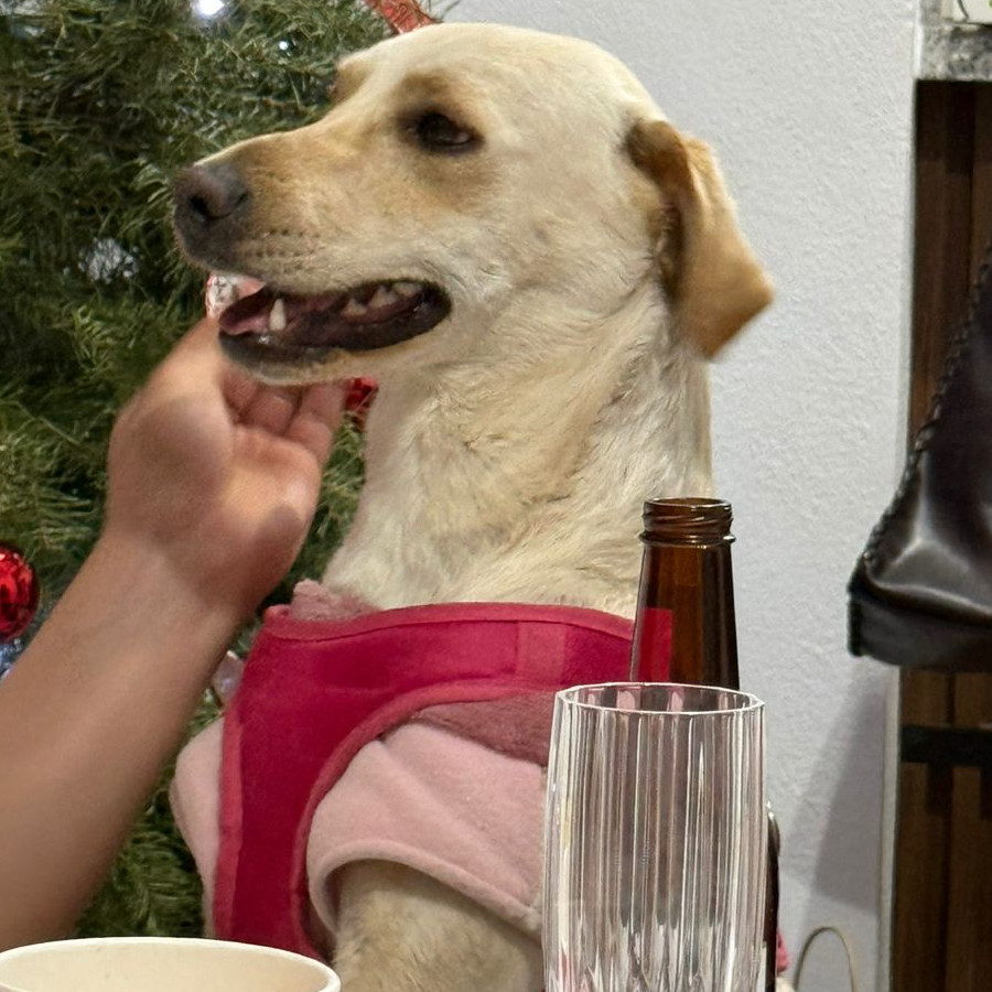 AMARANTO | Raza Mestiza, cruza de Labrador | Perdida