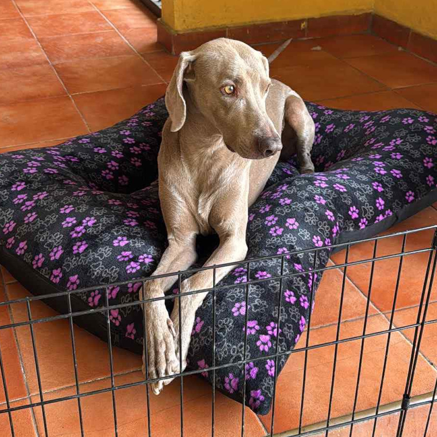 KHALA | Raza Weimaraner  | Perdida