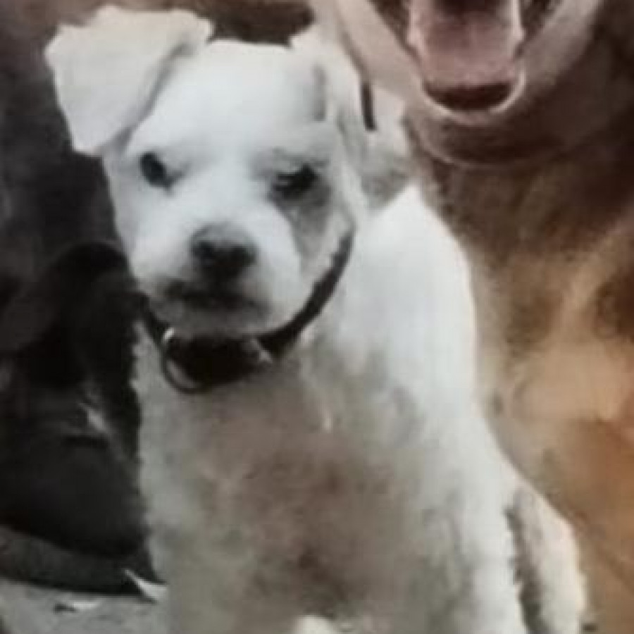 PELUSO | Raza French Poodle o Caniche | Perdido