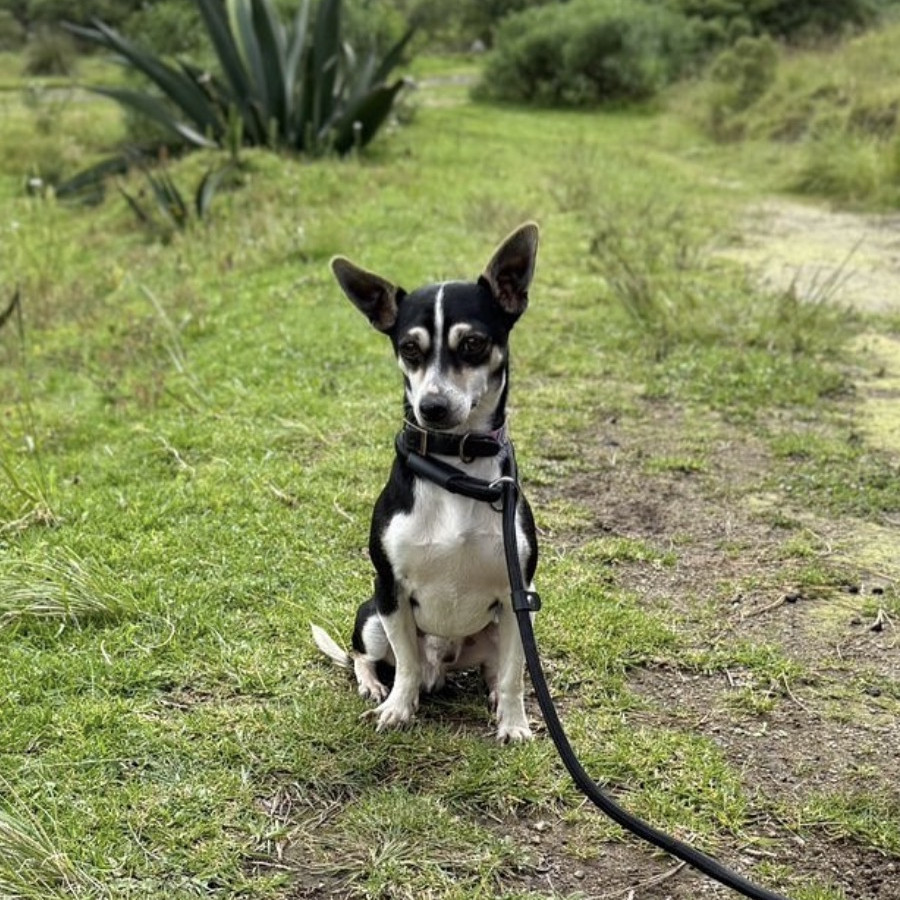  | Raza Mestizo, cruza de Chihuahua | Encontrado