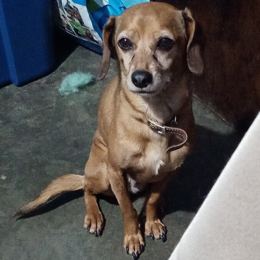 CANELA | Raza Mestiza, Cruza De Dachshund O Salchicha | Perdida